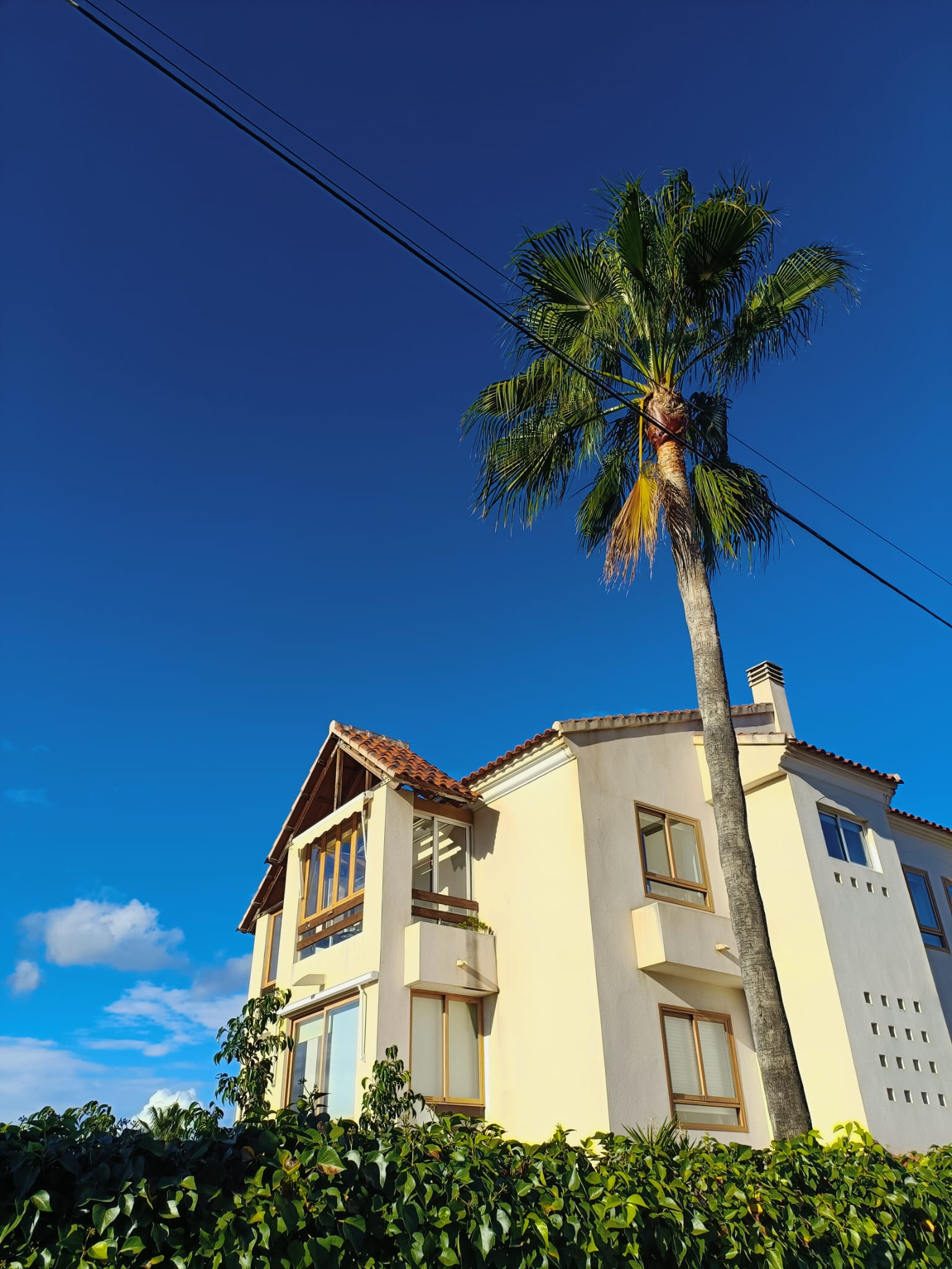 Het gebouw met torentje en palm
